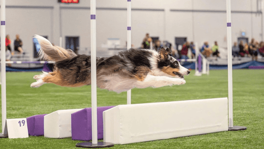 Le Secret des 3 Médailles de Bronze de Kinaï et Émie aux World Agility Championships