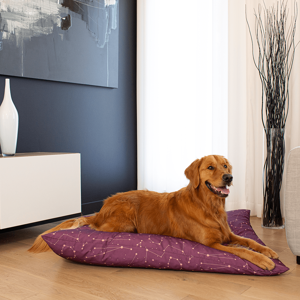 Ollies dog beds best sale